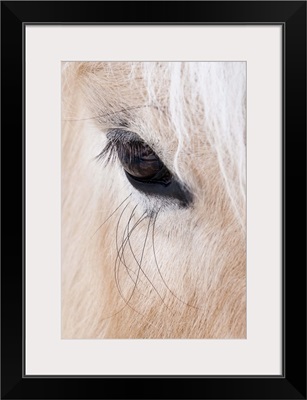 Close-up of a horse's eye, Lapland, Finland