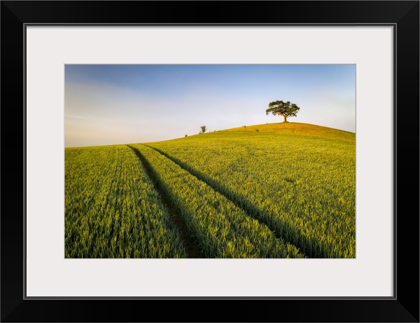 Crop field and lone hill top tree, Devon, England. Spring (May) 2020.