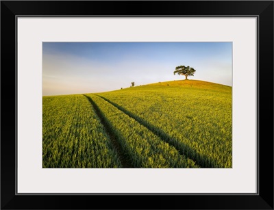 Crop Field And Lone Hill Top Tree, Devon, England