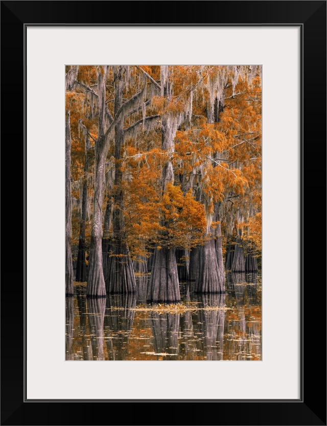 USA, Deep South, Louisiana, St. Martin Parish, Lake Martin, Cypress tree in autumn