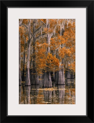 Deep South, Louisiana, St. Martin Parish, Lake Martin, Cypress Tree In Autumn