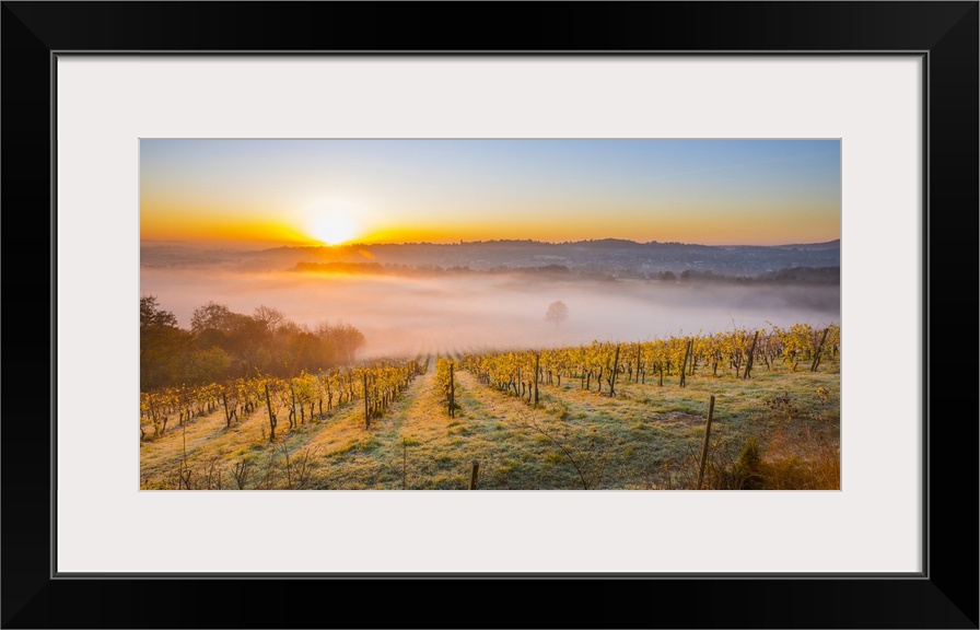 Denbies Wine Estate (Largest vineyard in England), North Downs Way, Dorking, Surrey, England