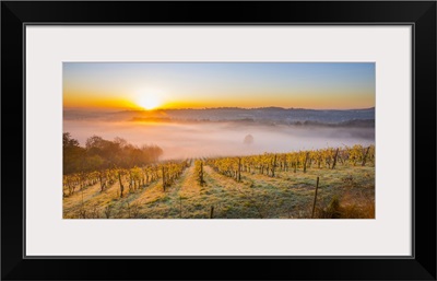 Denbies Wine Estate (Largest vineyard in England), Dorking, Surrey, England