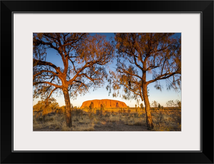 Desert Oak frame the rock at Uluru. Uluru-Kata Tjuta National Park, Central Australia, Northern Territory, Australia