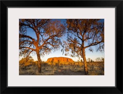 Desert Oak Frame The Rock At Uluru, Uluru-Kata Tjuta National Park, Australia