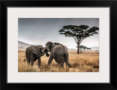 Elephant bulls fighting in the Serengeti National Park, Tanzania, Africa