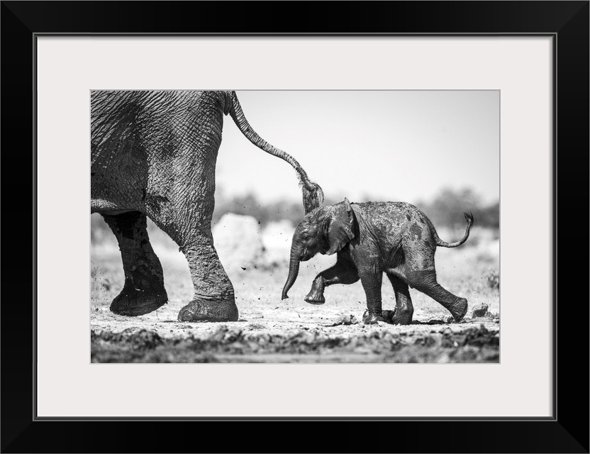 Elephant Calf, Okavango Delta, Botswana.