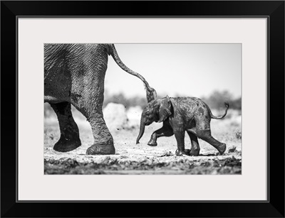 Elephant Calf, Okavango Delta, Botswana