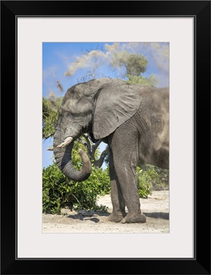 Elephant Dust Bathing, Okavango Delta, Botswana