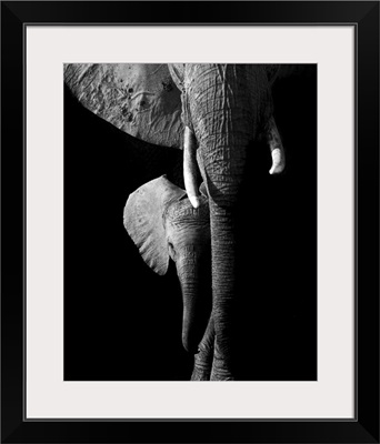 Elephant, Hwange National Park, Zimbabwe