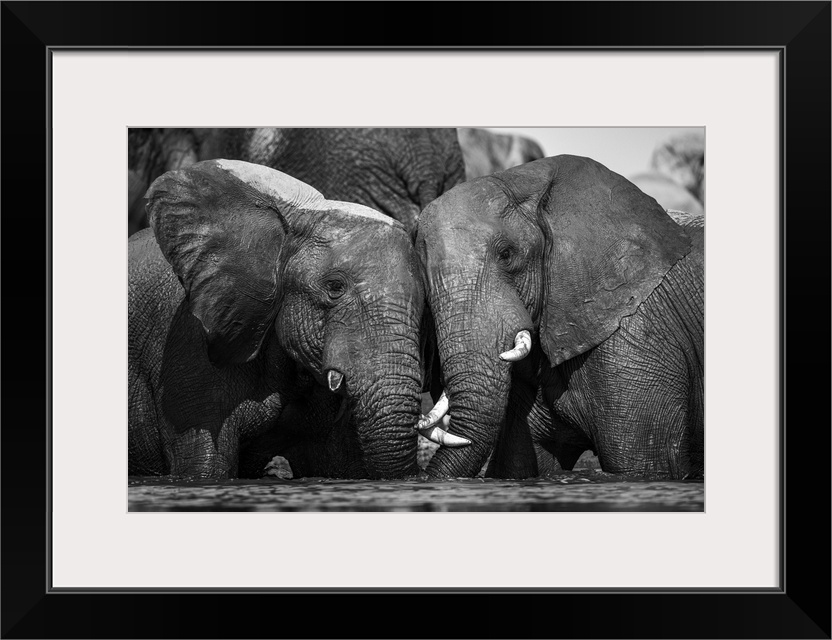 Elephant, Okavango Delta, Botswana.