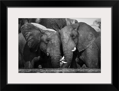 Elephant, Okavango Delta, Botswana