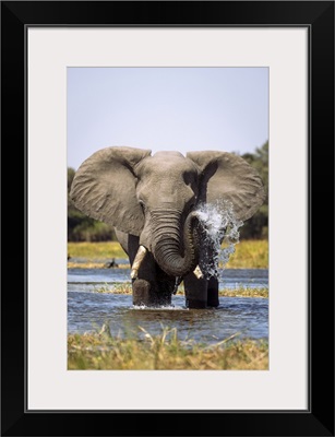 Elephant Spraying Water, Okavango Delta, Botswana