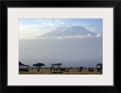 Elephants in front of Mount Kilimanjaro, Kenya