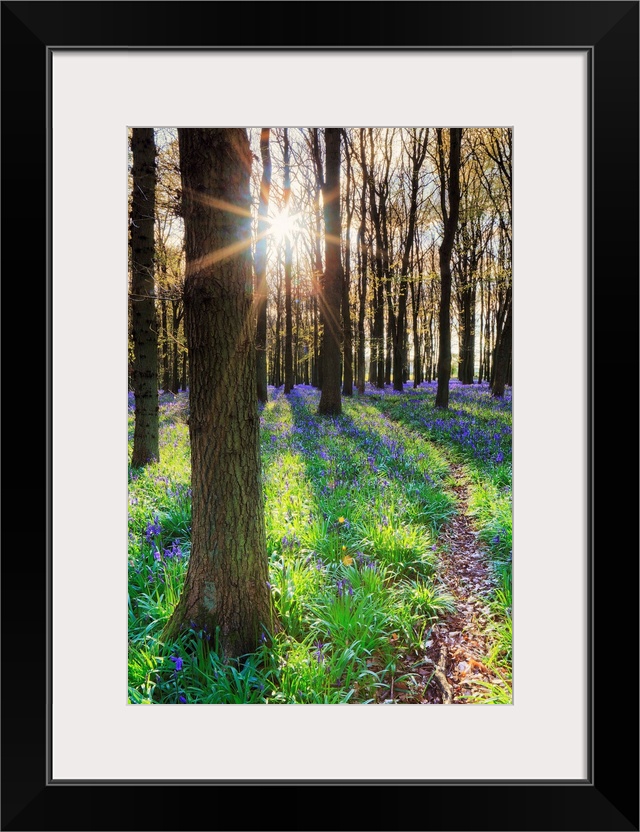 Europe, United Kingdom, England, Hertfordshire, Berkhamsted, Ashridge Estate, Dockey Wood, ancient bluebell woodland