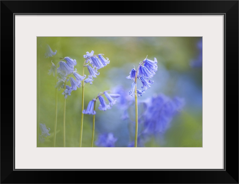 English Bluebells in Woodchester Park, Nympsfield, Gloucestershire, England