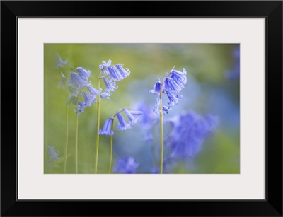 English Bluebells In Woodchester Park, Nympsfield, Gloucestershire, England