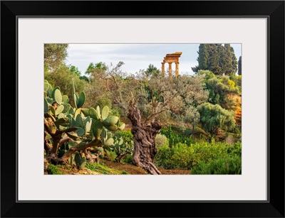 Europe, Italy, Sicily, Agrigento, Temple Of The Dioscuri, An Ancient Olive Tree