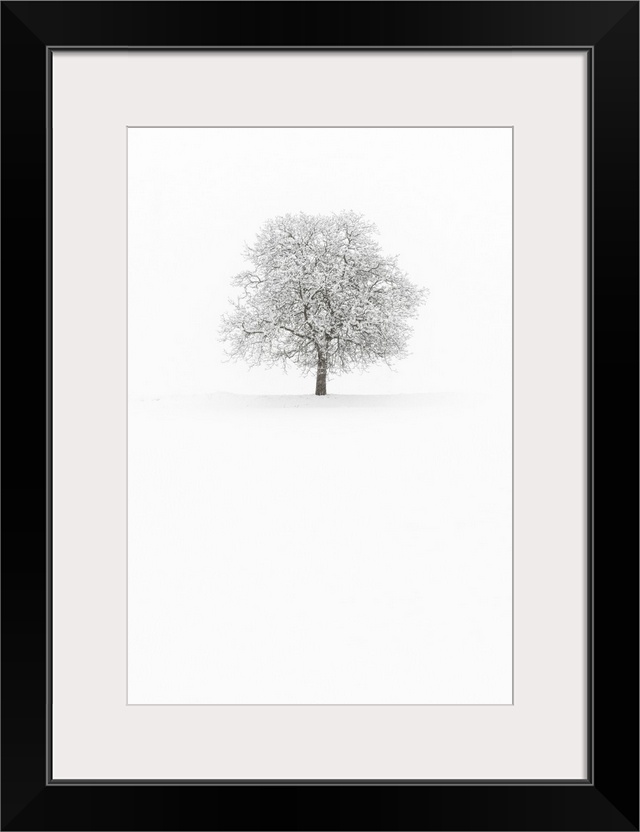 Europe, Italy, Trentino Alto Adige, Non valley. Snow covered tree after a heavy snowfall.