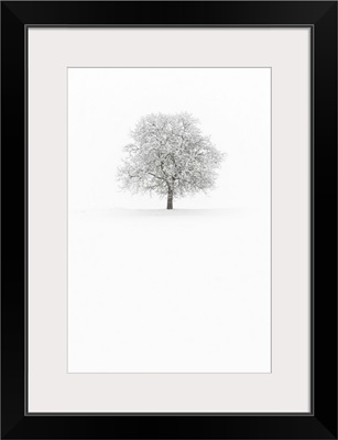 Europe, Italy, Trentino Alto Adige, Non valley. Snow covered tree after a heavy snowfall