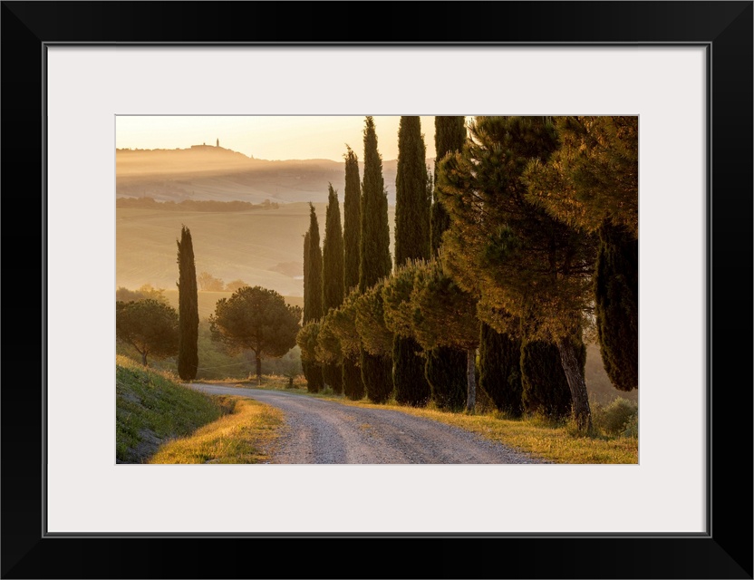 Europe, Italy, Tuscany, Toscana,San Quirico d'Orcia, cypress alley with view to Pienza