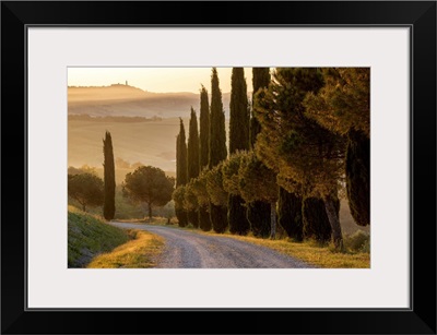 Europe, Italy, Tuscany, Toscana, San Quirico d'Orcia, Cypress Alley With View To Pienza