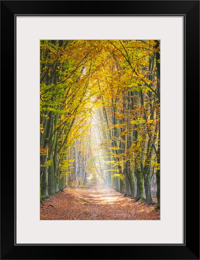 European Beech (Fagus sylvatica) forest Hoge Kempen National Park in autumn, Limburg, Vlaanderen (Flanders), Belgium.