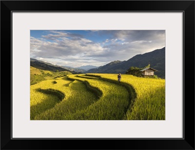 Farmer walks among rice terraces at harvest time, Mu Cang Chai Yen Bai Province, Vietnam