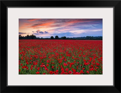 Field Of English Poppies At Sunset, Norwich, Norfolk, England