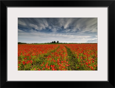 Field Of English Poppies, Norwich, Norfolk, England