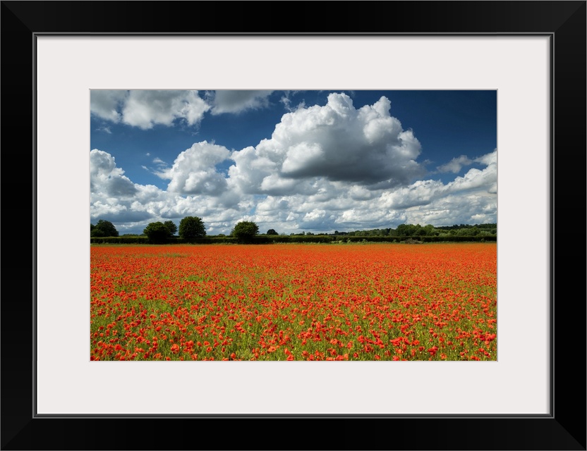 Field of English Poppies, Norwich, Norfolk, England