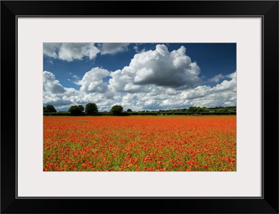 Field Of English Poppies, Norwich, Norfolk, England