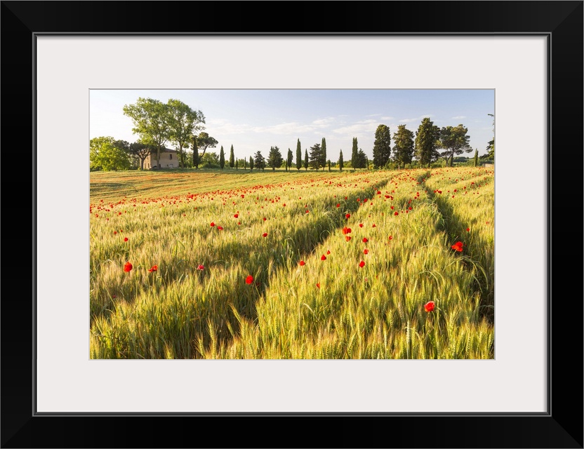 Field of poppies and old abandoned farmhouse, Tuscany, Italy.