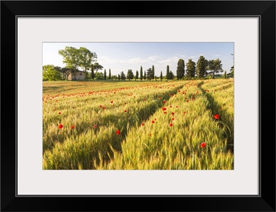 Field of poppies and old abandoned farmhouse, Tuscany, Italy