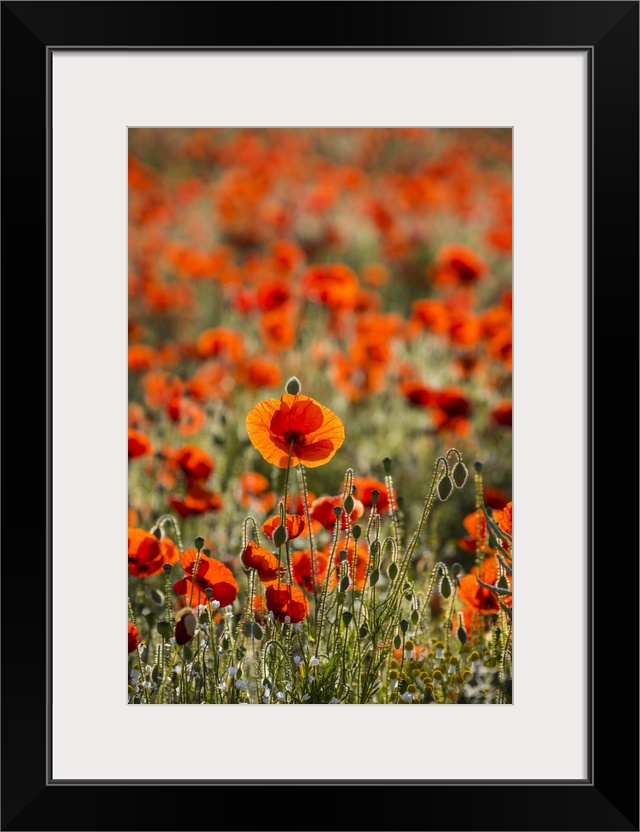 Field of Poppies, Guildford, Surrey, England, UK