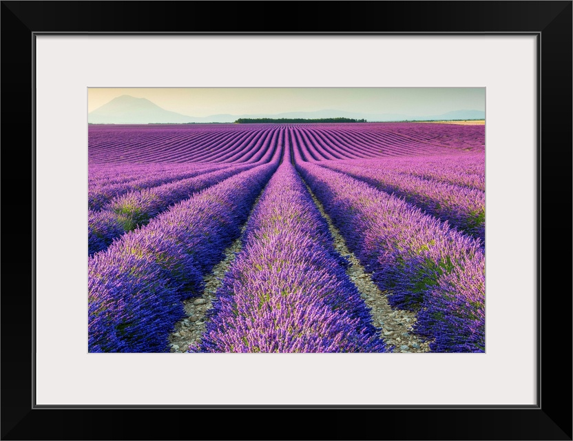 Fields Of Lavender, Provence, France