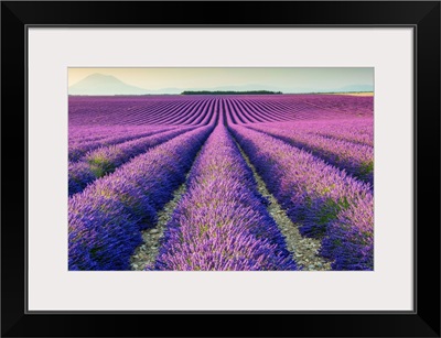 Fields Of Lavender, Provence, France