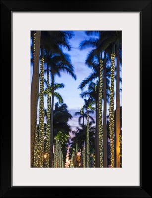 Florida, Palm Beach, palms on Royal Palm Way