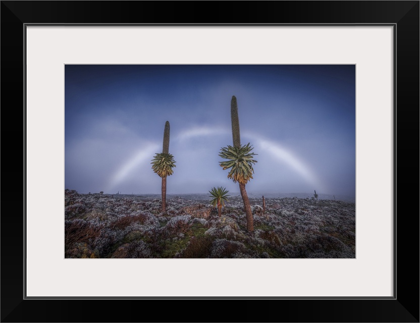 Fogbow on giant lobelias in Bale Mountains National Park, Ethiopia.