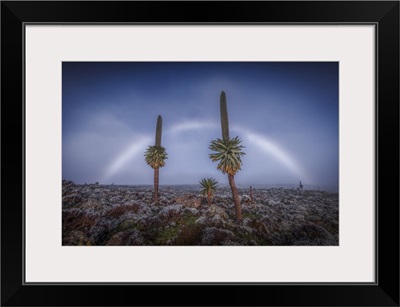 Fogbow On Giant Lobelias In Bale Mountains National Park, Ethiopia