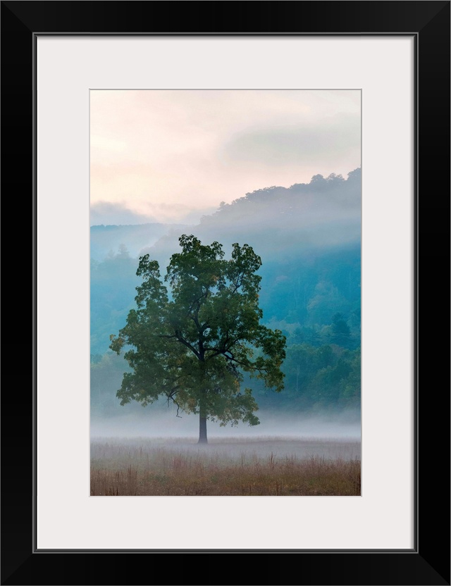 United States, North Carolina, Haywood County, Waynesville. Foggy morning in Cataloochee Valley, Great Smoky Mountains Nat...