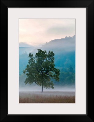 Foggy morning in Cataloochee Valley, Great Smoky Mountains National Park