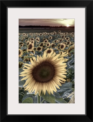 France, Indre-et-Loire, Sainte Maure de Touraine, Sunflowers in Field