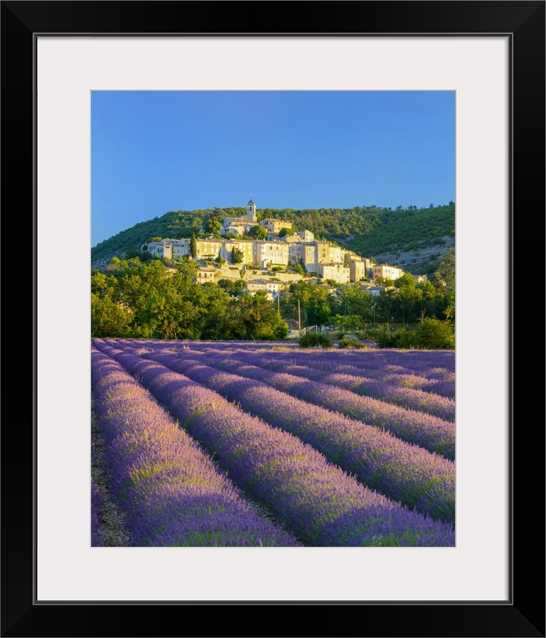 France, Provence-Alpes-Cote d'Azur, Banon and lavender fields