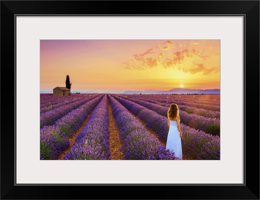 France, Provence Alps Cote d'Azur, Haute Provence, Plateau of Valensole, Lavander Fields.