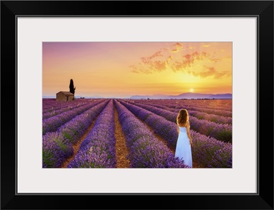 France, Provence Alps Cote d'Azur, Plateau of Valensole, Lavander Fields