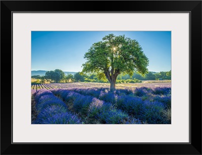 France, Provence, Lavender Field And Tree