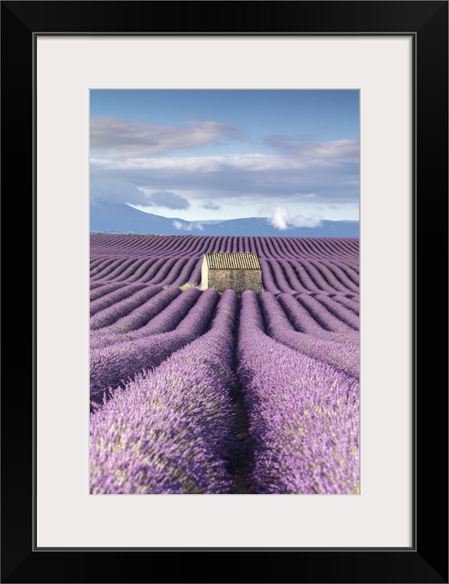 France, Provence Alps Cote d'Azur, Haute Provence, old stone barn surrounded by rows of lavender on Valensole plateau