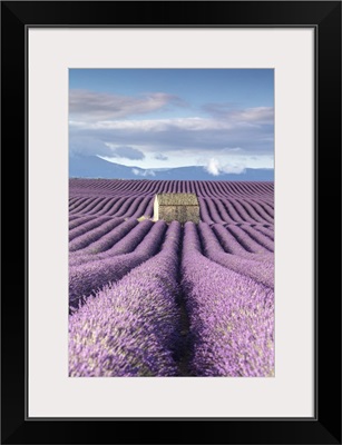France, Provence, old stone barn surrounded by rows of lavender on Valensole plateau