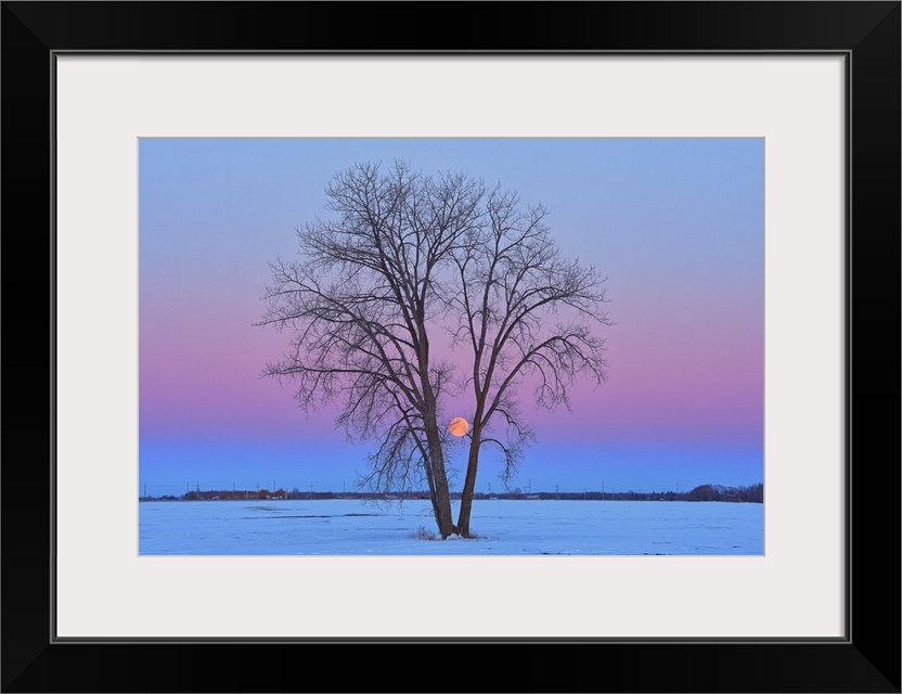 Full moon (Super moon) and plains cottonwood (Populus deltoides) at dawn